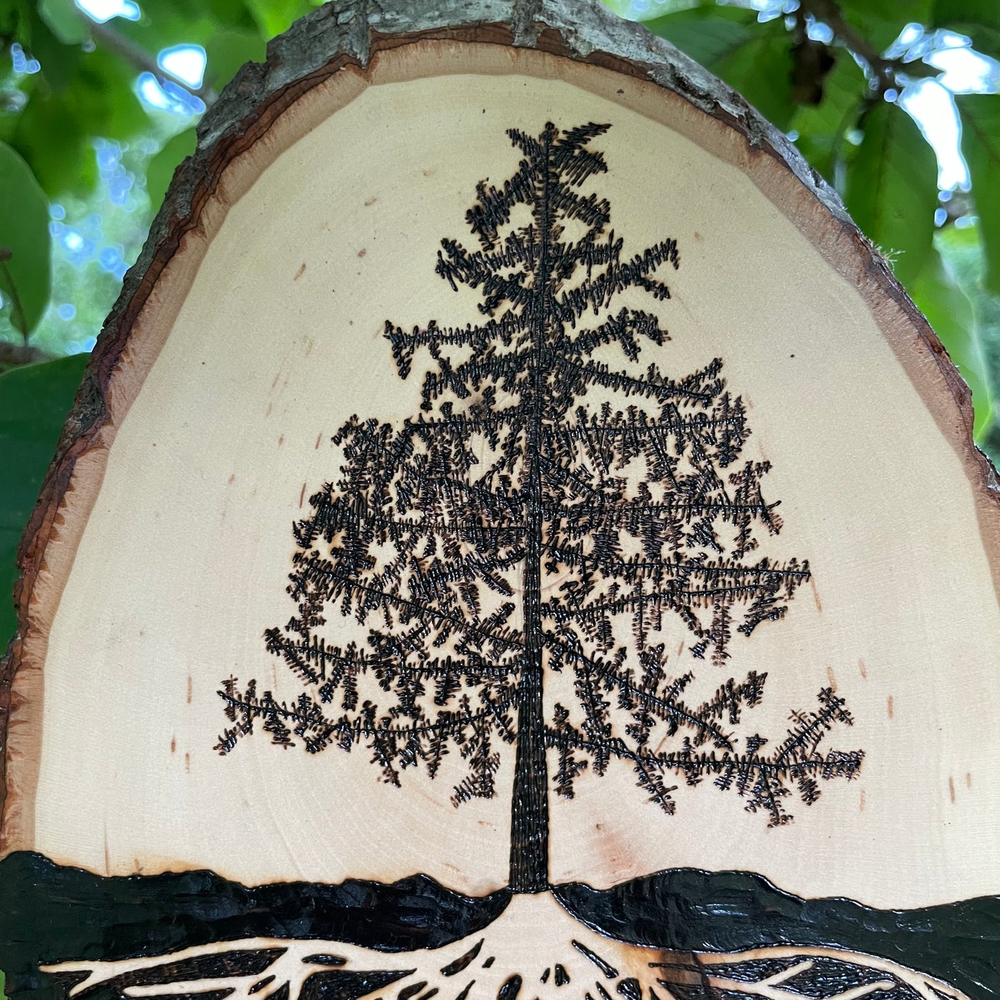 Wood Burned Pine Tree Roots