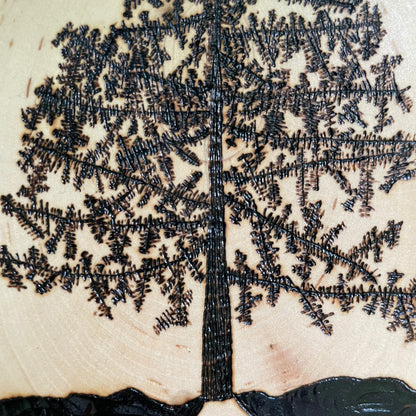 Wood Burned Pine Tree Roots