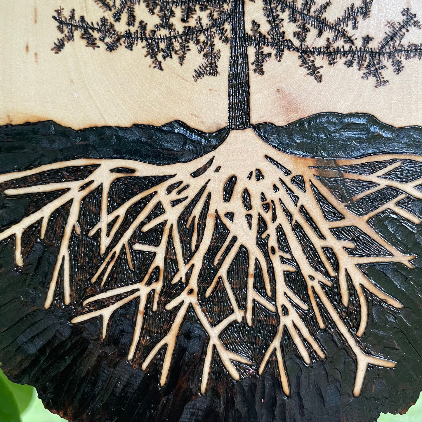 Wood Burned Pine Tree Roots