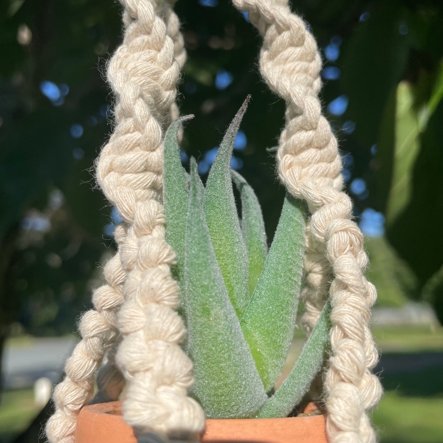 Macrame Mini Plant Hanger with Faux Succulent